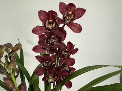 Cymbidium Red Beauty Roy