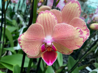 Phalaenopsis Pirate Picotee (2 Rispen)