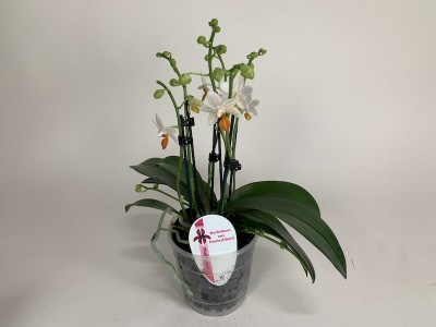 Phalaenopsis Minimark (4-5 Rispenansätze)