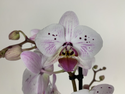 Phalaenopsis Marie Antoinette (2 Rispen)