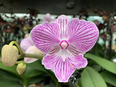 Phalaenopsis Manta Penida (2 Rispenansätze)