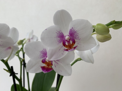 Phalaenopsis Bouquetto Passione (3 Rsipen)