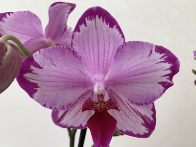 Phalaenopsis Toshi (2 Rispen)