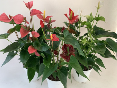 Anthurium Spar-Set 'TRICOLOR' (17 cm Topf)