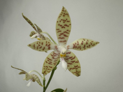 Phalaenopsis pallens