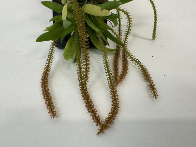 Oberonia mucronata (blühstark, nicht in Knospe / Blüte)