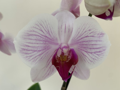 Phalaenopsis Denver (3 Rispen)