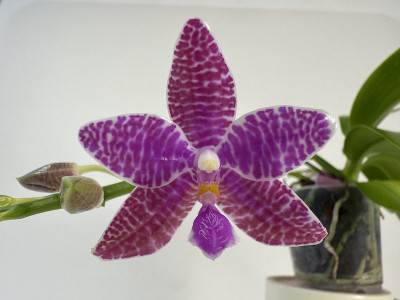 Phalaenopsis lueddemaniana