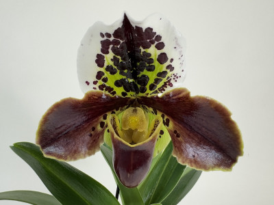 Paphiopedilum Casablanca x Shining World (in Knospe / Blüte)