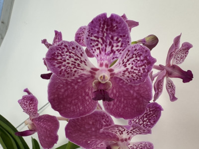 Vanda Deep Blush (in Blüte/Knospe)