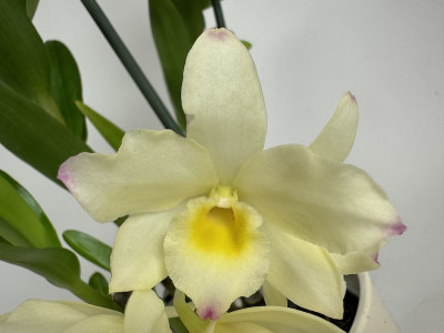 Dendrobium Sunny Dream (2 Rispen)