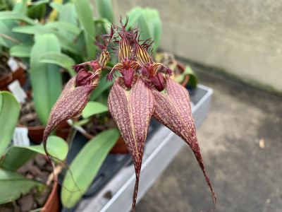 Bulbophyllum rothschildianum 'Fuhrberg Beauty' SM/DOG |  Orchideen-Wichmann.de - Highest horticultural quality and experience since  1897