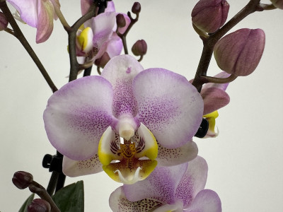 Phalaenopsis Carola (2-3 Rispen)
