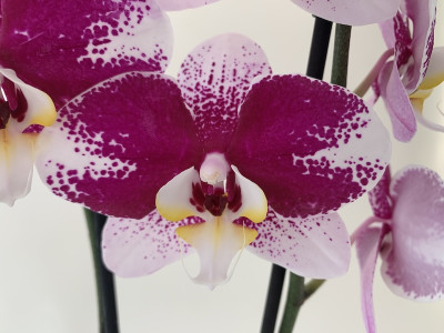 Phalaenopsis Barcelona (2 Rispen)