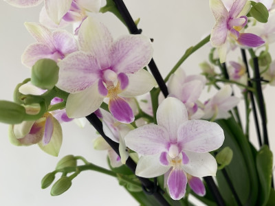 Phalaenopsis Blossom Bliss (3-4 Rispen)