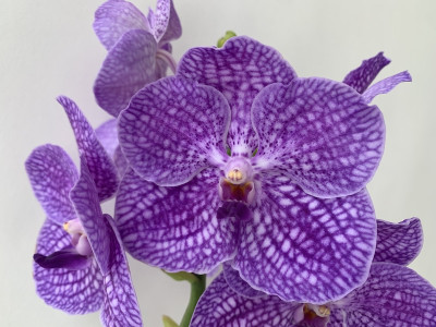 Vanda Violet Chess (in Knospe / Blüte)