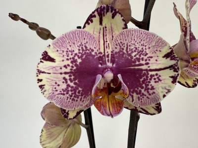 Phalaenopsis Golden Art (2 Rispen)