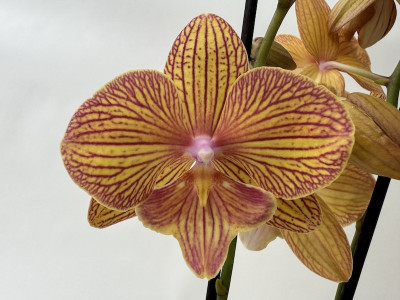 Phalaenopsis Apollo 'Big lip' (2 Rispen)