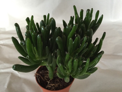 Crassula (Pfennigbaum)