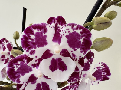 Phalaenopsis Rain Drop 'Kizz' (2 Rispen)