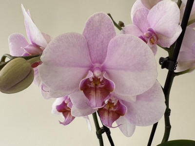 Phalaenopsis My Monroe 'Lipstick' (2 Rispen)