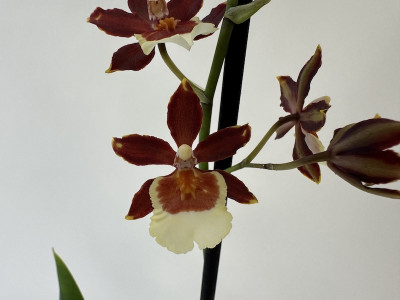 Colmanara Bonfire (2 Rispen)