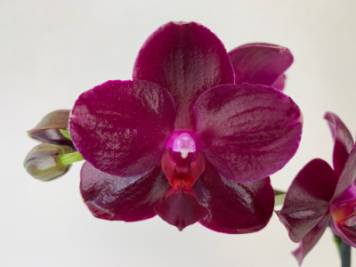 Phalaenopsis Sogo Relax (2 Rispen)