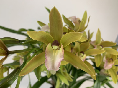 Cymbidium Tiger Tail (4-6 Rispen)