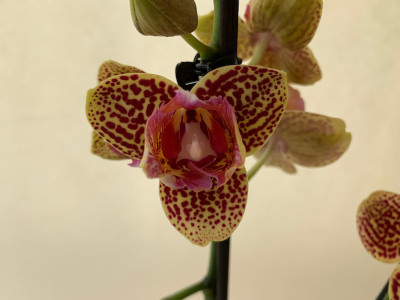 Phalaenopsis Tiger Crow (2 Rispen)