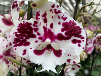Phalaenopsis Polka 'Big Lip' (2 Rispen)
