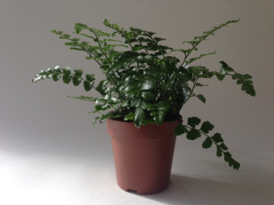 Asplenium dimorphum 'Parvati'