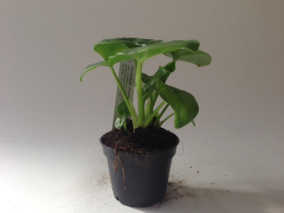 Philodendron Atom 'Mini'