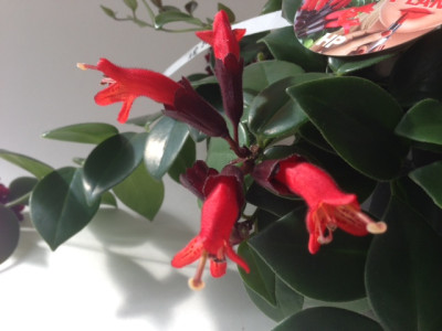 Aeschynanthus Lipstick 'Twister'