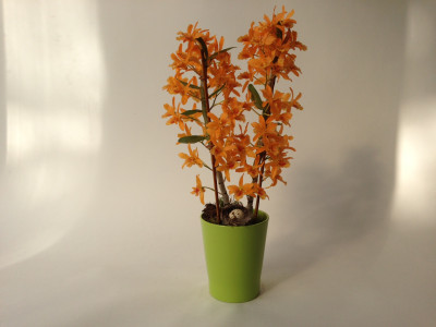 Dendrobium Stardust Firebird (inkl. Übertopf)