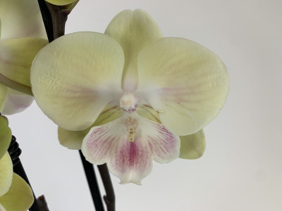 Phalaenopsis Yellow 'Kizz' (2 Rispen)