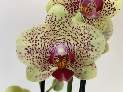 Phalaenopsis Fancy Freckles (2 Rispen)