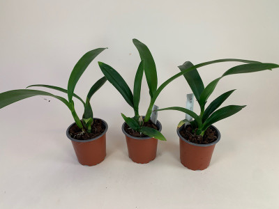 Epicattleya Black Comet (Jungpflanzen - 3er Sparset)