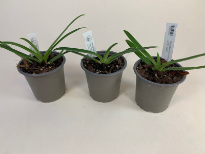 Paphiopedilum henryanum (Jgpfl.) - 3er Sparset