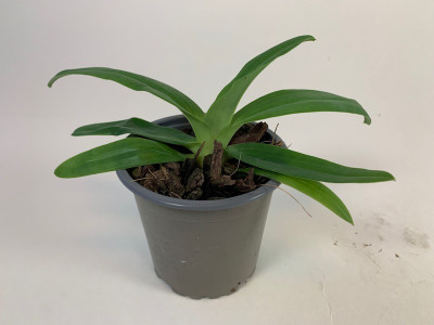 Paphiopedilum primulinum (Jgpfl.)