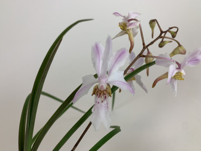 Holcoglossum Incantatio (in Knospe/Blüte)