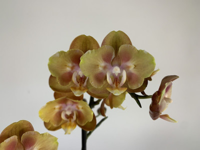 Phalaenopsis Las Vegas 'Peloric' (2 Rispen)
