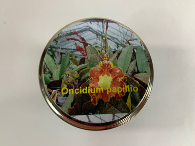 Psychopsis papilio (im sterilen Glas)