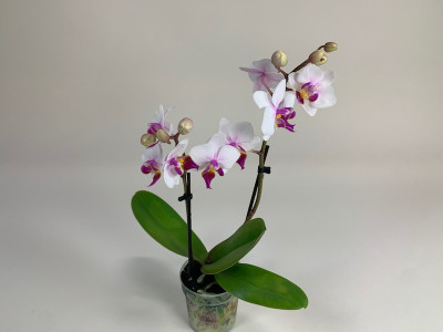 Doritaenopsis Alice (3 Rispen)