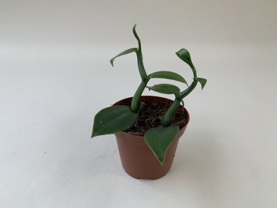 Vanilla imperialis (Jungpflanze)