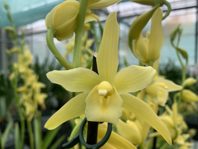 Cymbidium Banana 'Yellow' (2 Rispen)