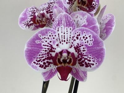 Phalaenopsis Fireworks (2 Rispen)