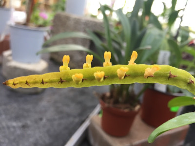 Bulbophyllum falcatum 'album'