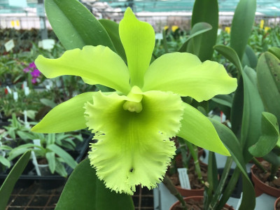 Brassolaeliocattleya Port of Paradise 'Gleneryrie's Green Giant'