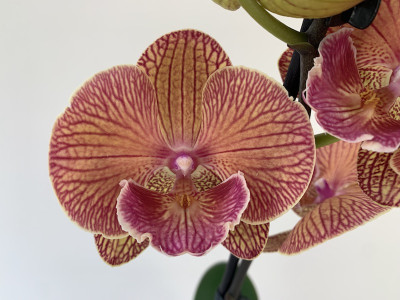 Phalaenopsis Ravello 'Peloric' (1 Rispe)