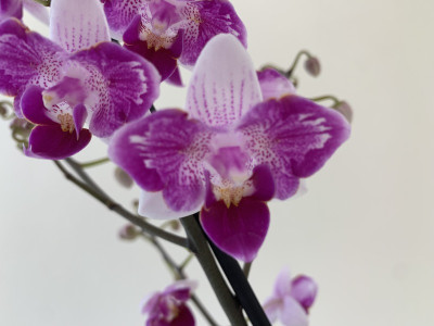 Phalaenopsis Peloric Treasure (1 Rispe)